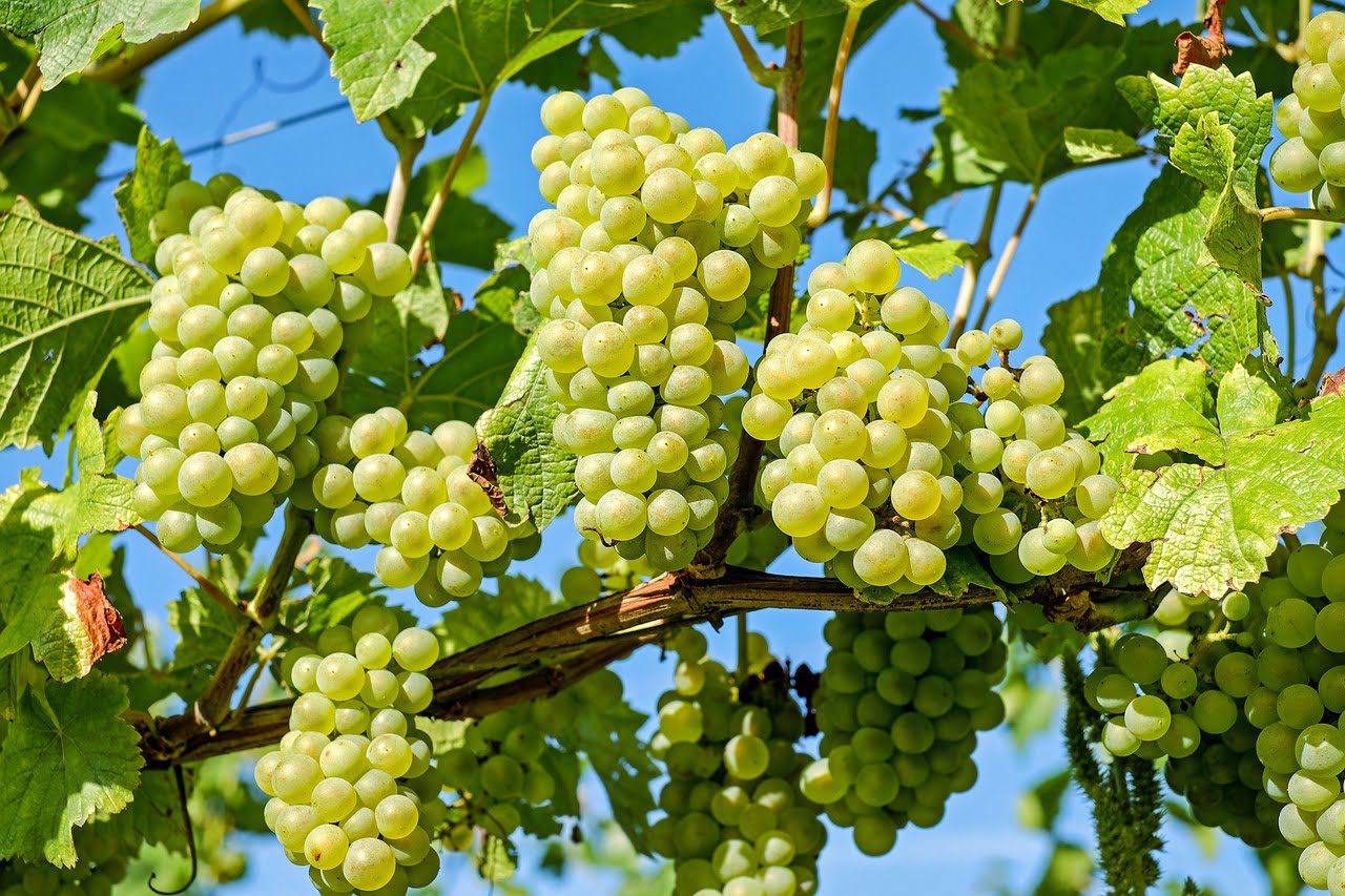 अंगूर(Grapes) की तासीर कैसी होती है ?