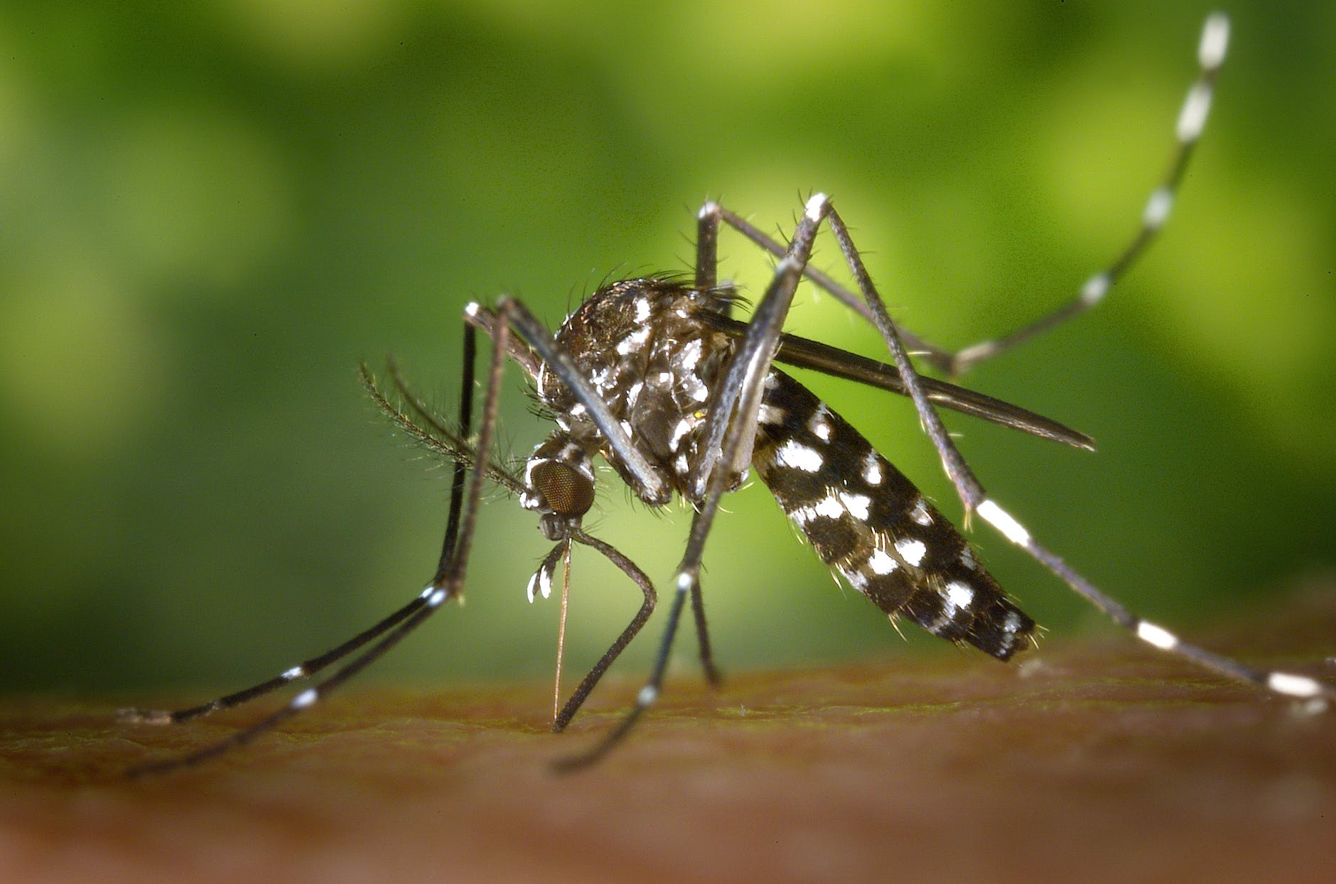 क्या मानसून के बाद बढ़ेगा मलेरिया का प्रकोप ? जानिए मौसम के बदलते प्रभाव और मलेरिया के बारे में सबकुछ